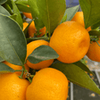 Mini Calamondin - Frankton's