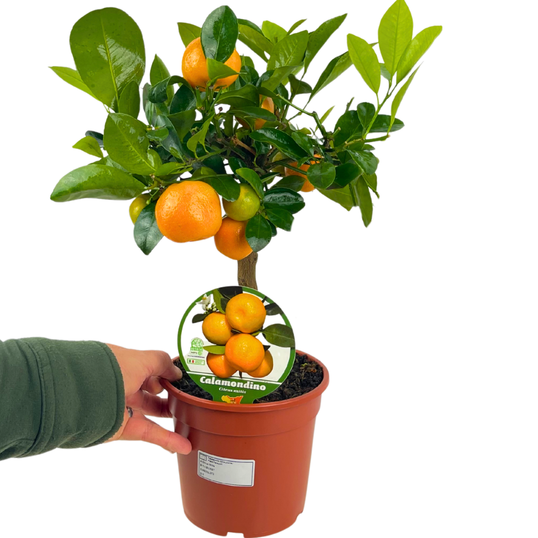 Mini Calamondin - Frankton's