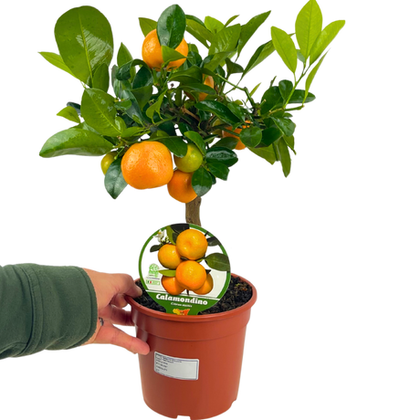 Mini Calamondin - Frankton's