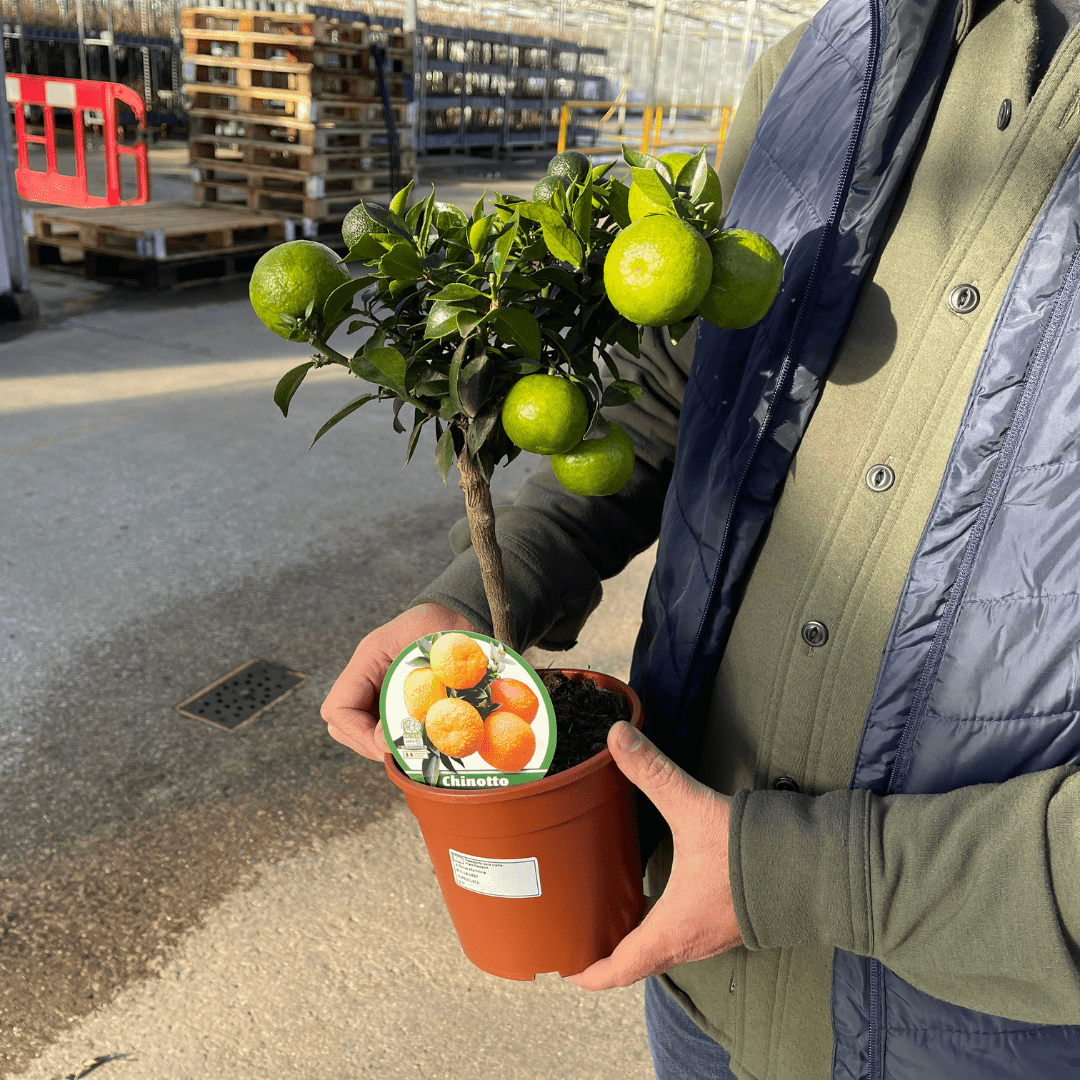 Mini Clementine - Frankton's