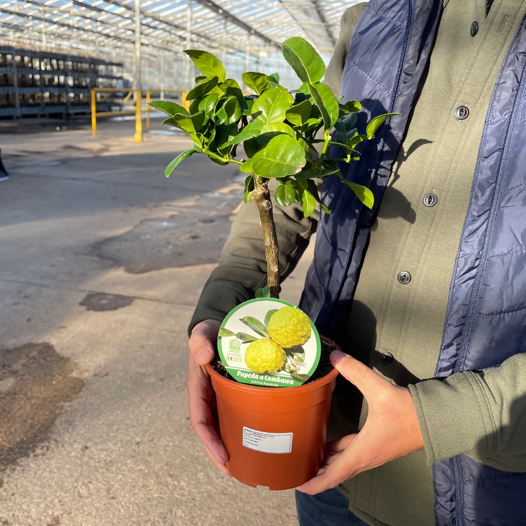 Mini Keffir Lime - Frankton's