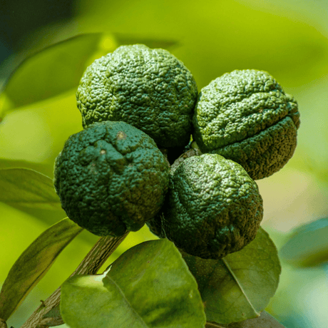Mini Keffir Lime - Frankton's