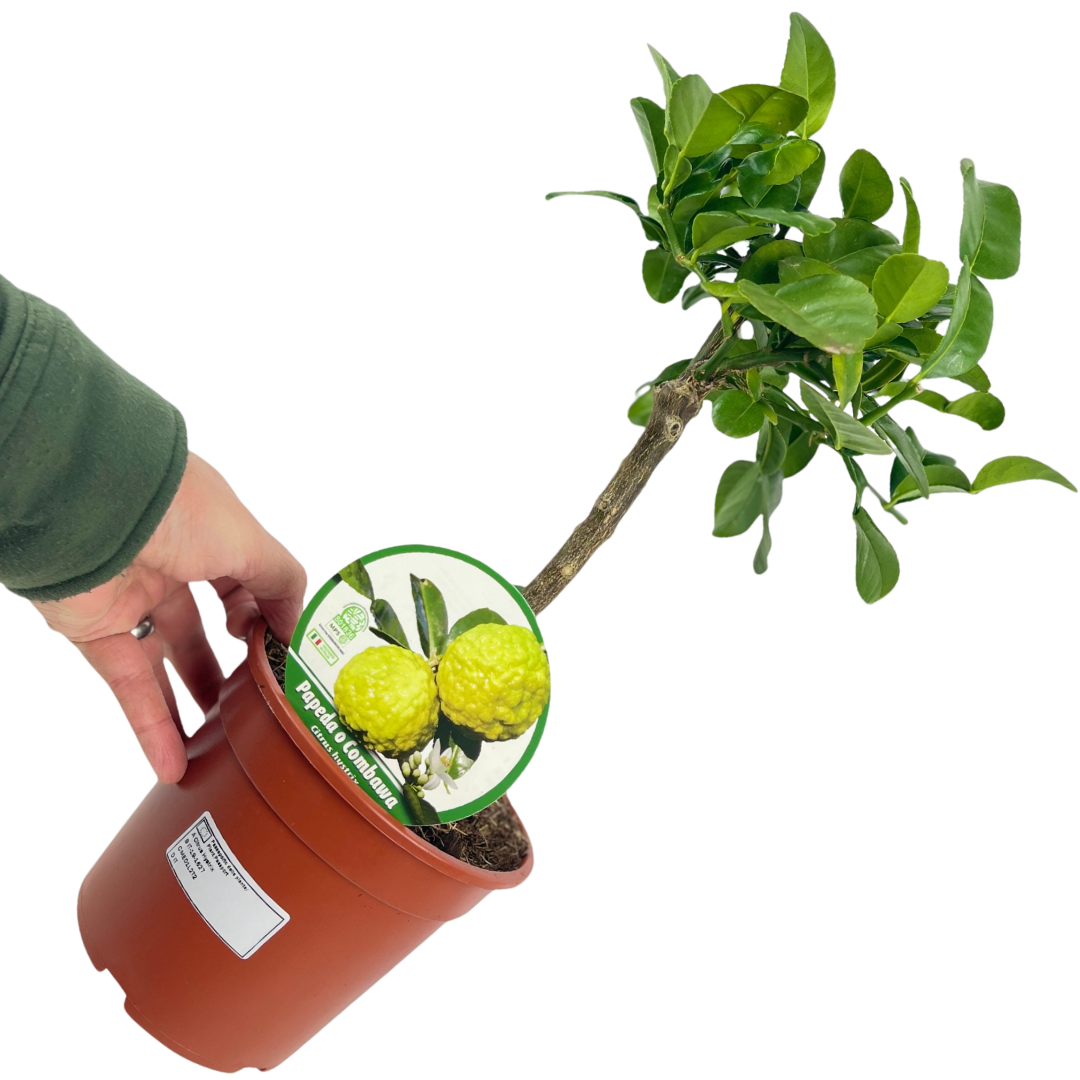 Mini Keffir Lime - Frankton's