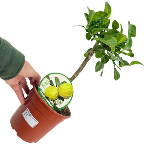 Mini Keffir Lime - Frankton's