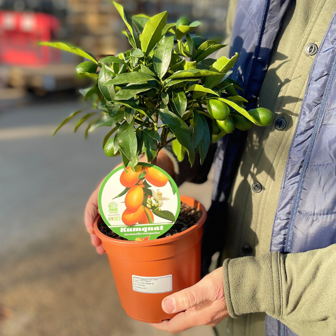 Mini Kumquat - Frankton's