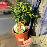 Mini Kumquat - Frankton's