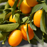 Mini Kumquat - Frankton's