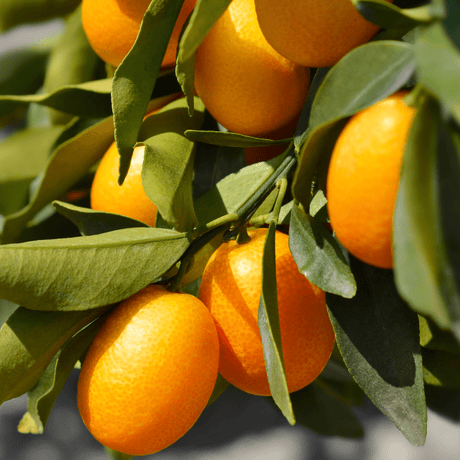 Mini Kumquat - Frankton's