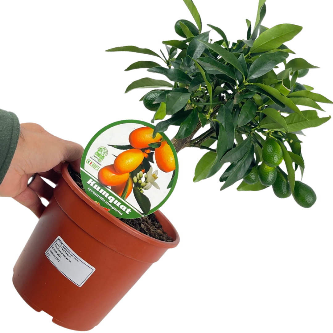 Mini Kumquat - Frankton's
