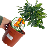 Mini Kumquat - Frankton's