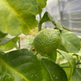 Mini Lemon Tree - Frankton's