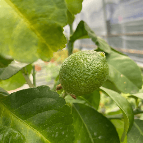 Mini Lemon Tree - Frankton's