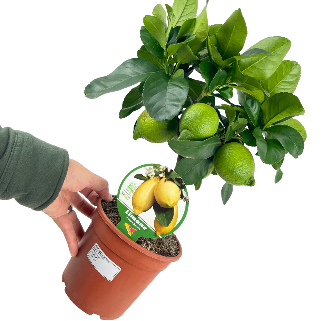 Mini Lemon Tree - Frankton's