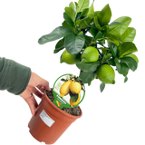 Mini Lemon Tree - Frankton's