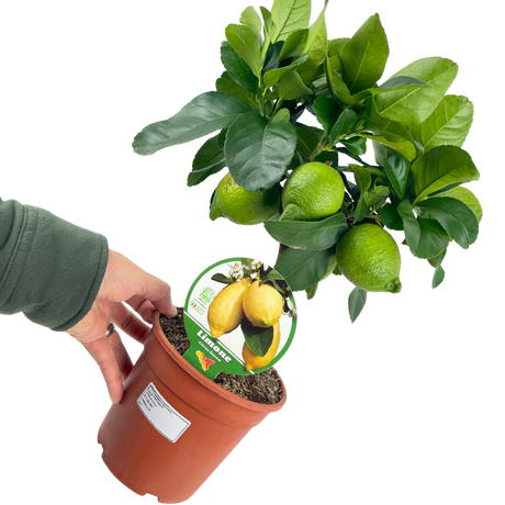 Mini Lemon Tree - Frankton's