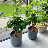Mini Lemon Tree - Frankton's