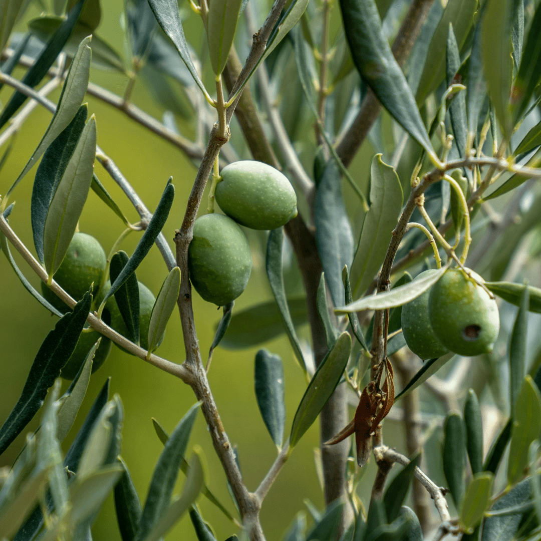 Mini Olive Bush - Frankton's