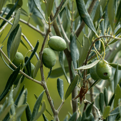 Mini Olive Bush - Frankton's