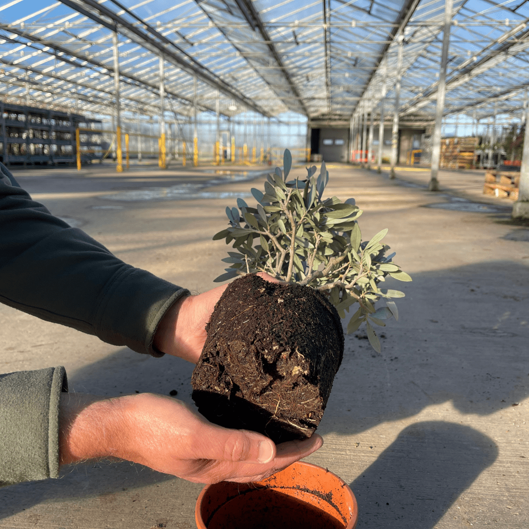 Mini Olive Bush - Frankton's