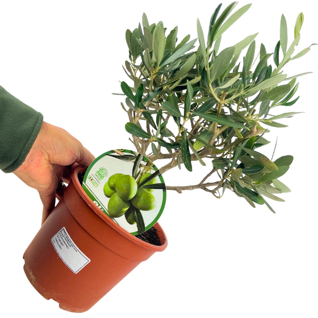 Mini Olive Bush - Frankton's