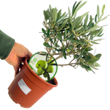 Mini Olive Bush - Frankton's