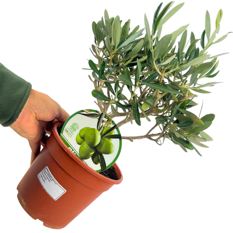 Mini Olive Bush - Frankton's