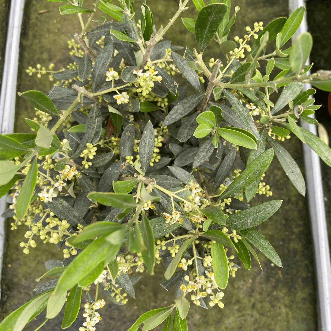 Mini Olive Tree - Frankton's