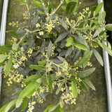 Mini Olive Tree - Frankton's