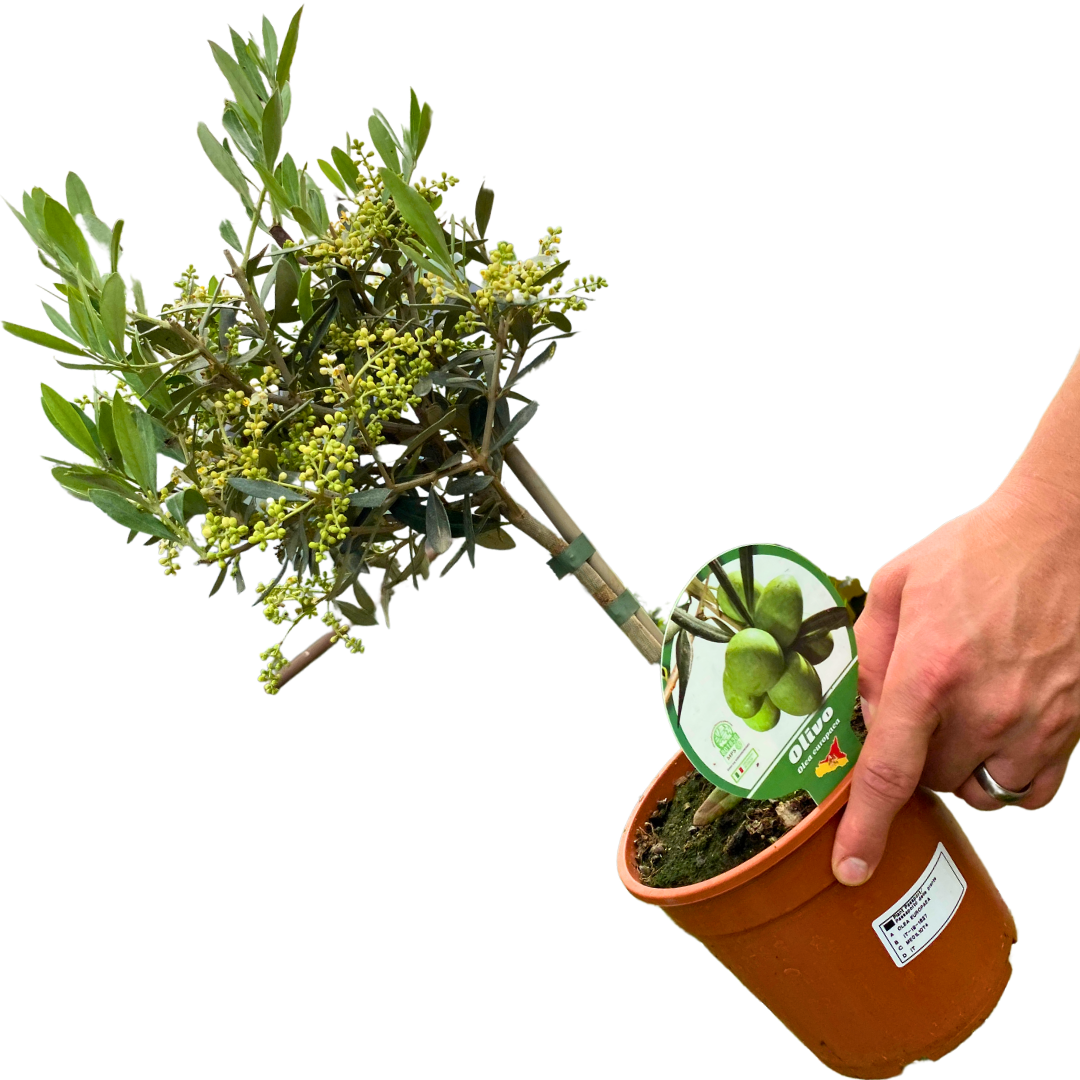 Mini Olive Tree - Frankton's