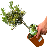 Mini Olive Tree - Frankton's