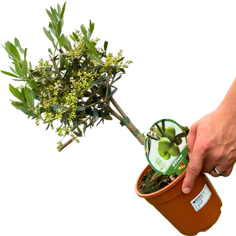 Mini Olive Tree - Frankton's