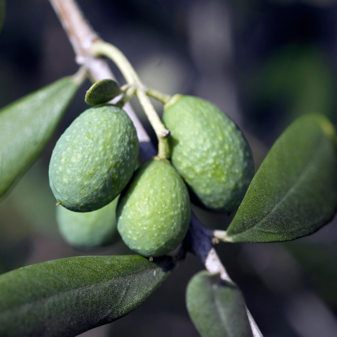 Mini Olive Tree - Frankton's