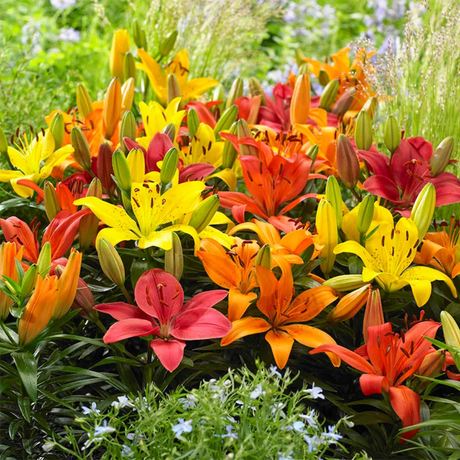 Mixed of 3 or 6 Large, Garden-Ready Lily Plants - Orange, Red & Yellow Flower Colours - Frankton's
