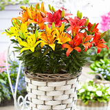 Mixed of 3 or 6 Large, Garden-Ready Lily Plants - Orange, Red & Yellow Flower Colours - Frankton's