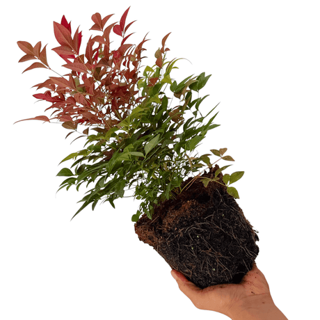 Nandina Obsessed - Frankton's