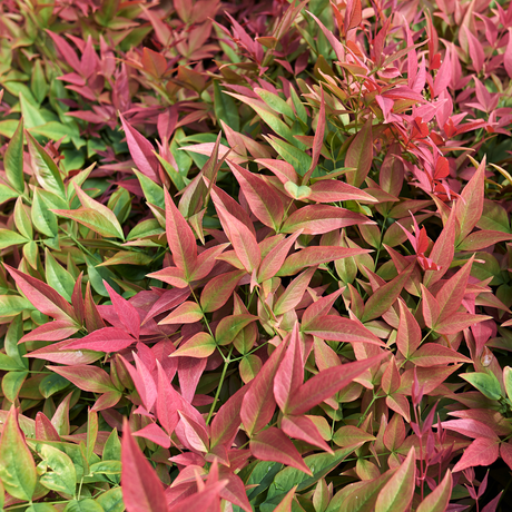 Nandina Obsessed - Frankton's