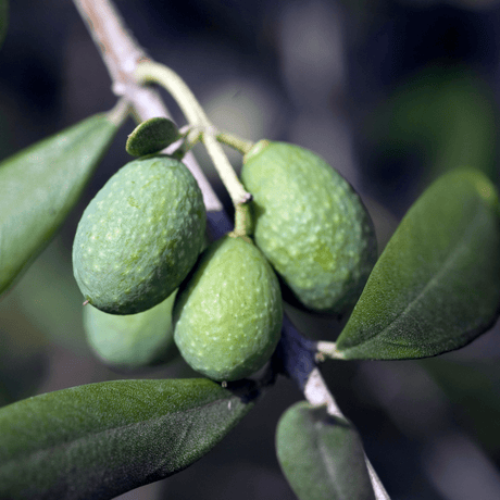 Olive Tree - Frankton's
