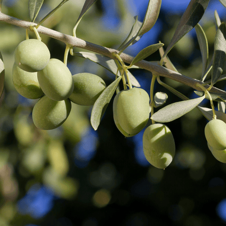 Olive Tree - Frankton's