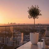 Olive Tree - Frankton's