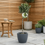 Olive Tree - Frankton's