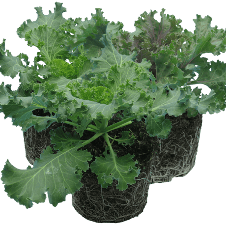 Ornamental Cabbage Growers selection - Frankton's