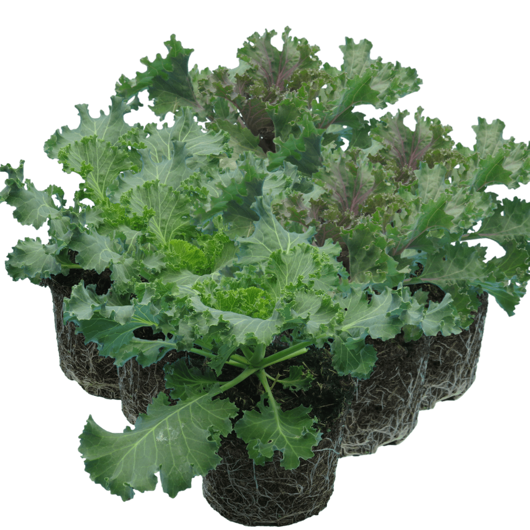 Ornamental Cabbage Growers selection - Frankton's