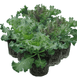 Ornamental Cabbage Growers selection - Frankton's