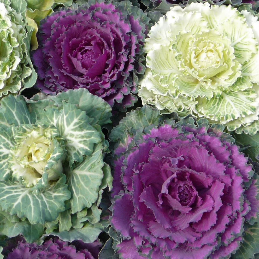 Ornamental Cabbage Growers selection - Frankton's