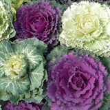 Ornamental Cabbage Growers selection - Frankton's