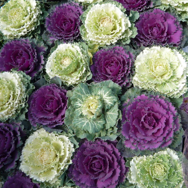 Ornamental Cabbage Growers selection - Frankton's