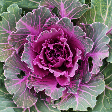 Ornamental Cabbage Red - Frankton's