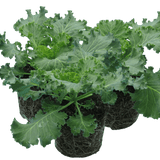 Ornamental Cabbage Red - Frankton's