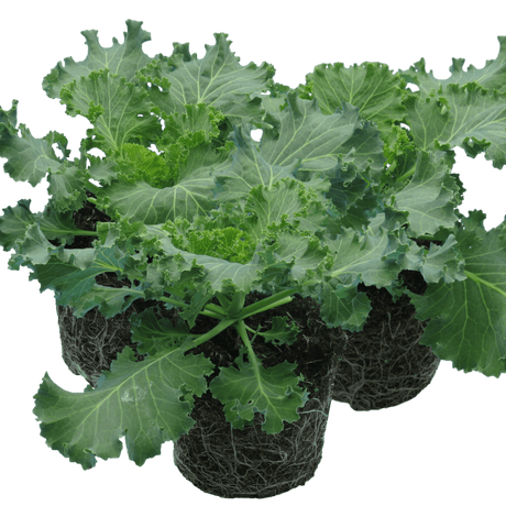 Ornamental Cabbage Red - Frankton's