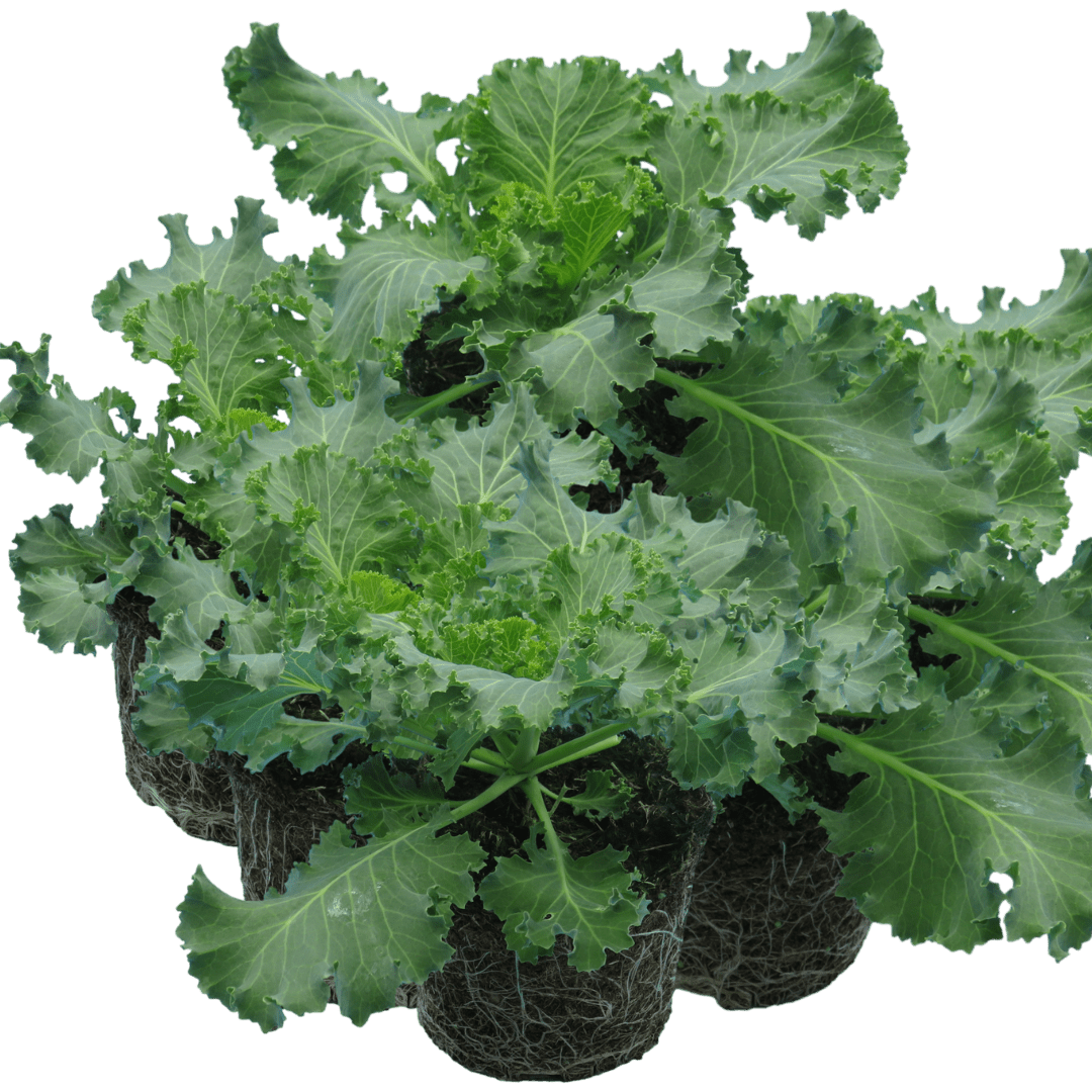 Ornamental Cabbage Red - Frankton's